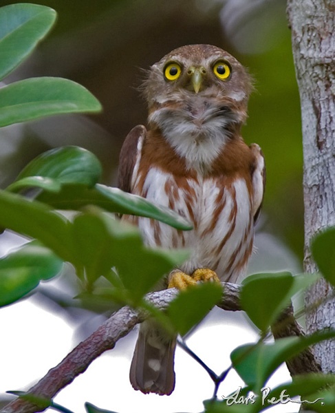 Least Pygmy-owl